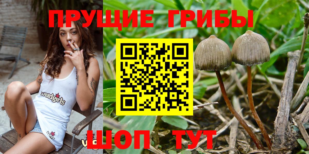 Галлюциногенные грибы Psilocybine cubensis  Галлюциногенные грибы мицелий  Оренбург  Вход с VPN 